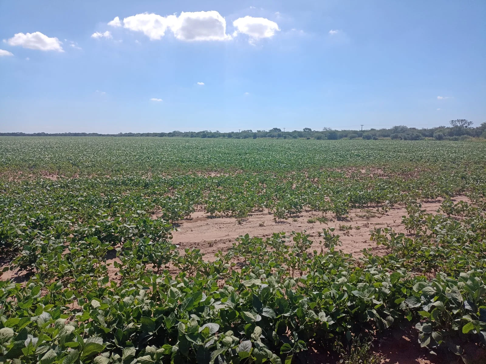 Campo productivo en Puesto de Sánchez con 197ha totales — foto 20