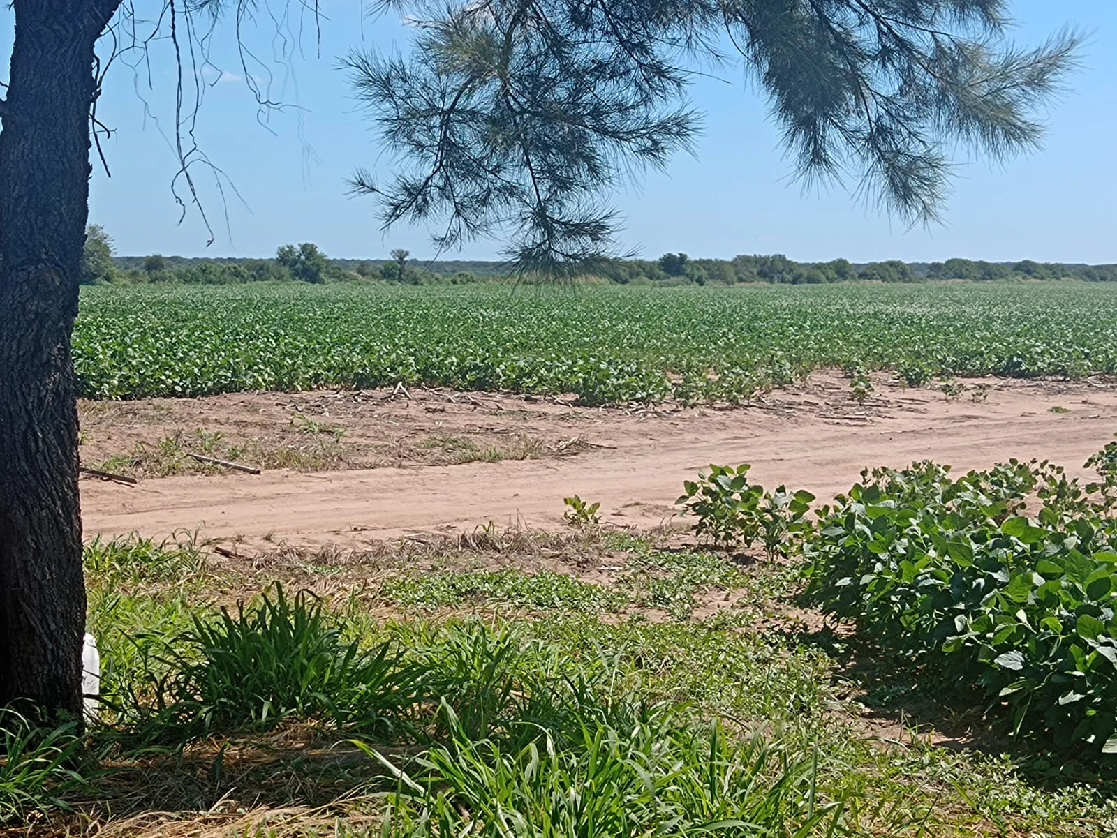 Campo productivo en Puesto de Sánchez con 197ha totales — foto 18