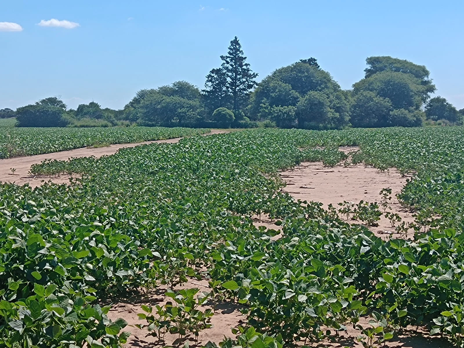 Campo productivo en Puesto de Sánchez con 197ha totales — foto 17