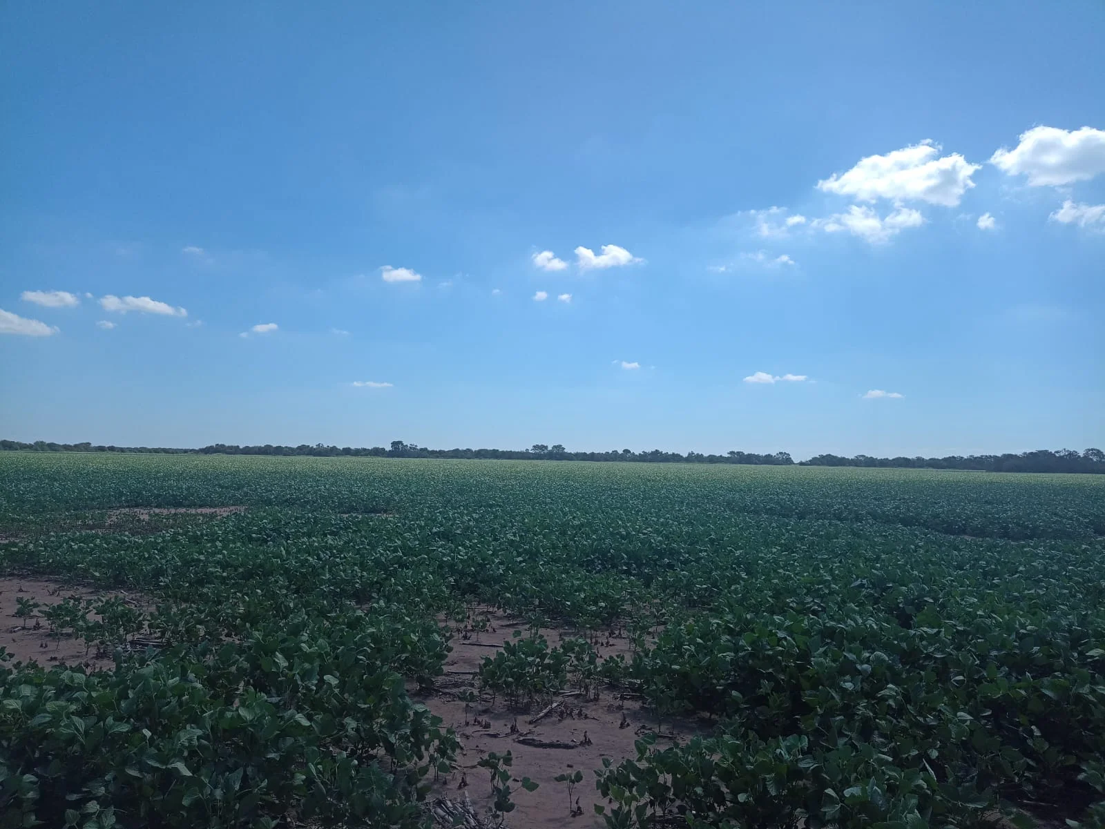 Campo productivo en Puesto de Sánchez con 197ha totales — foto 16