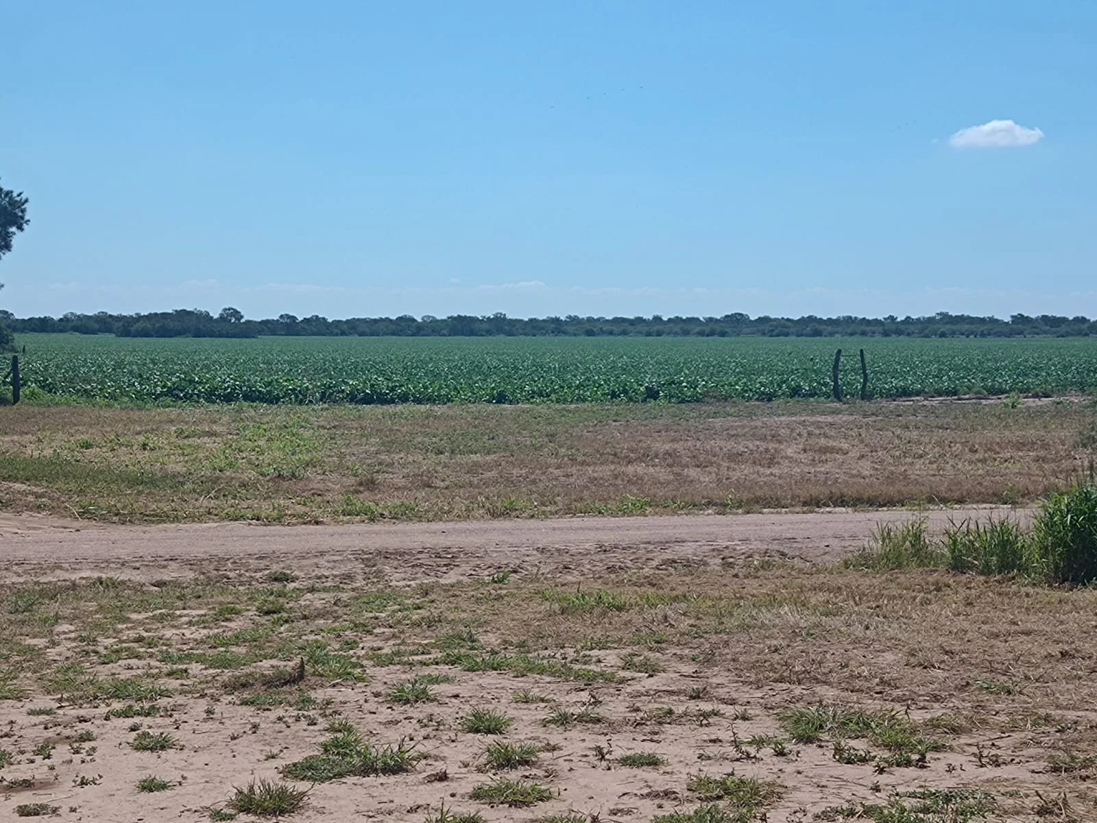 Campo productivo en Puesto de Sánchez con 197ha totales — foto 15