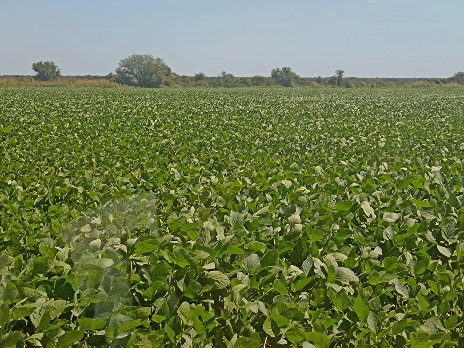 Campo productivo en Puesto de Sánchez con 197ha totales — foto 6