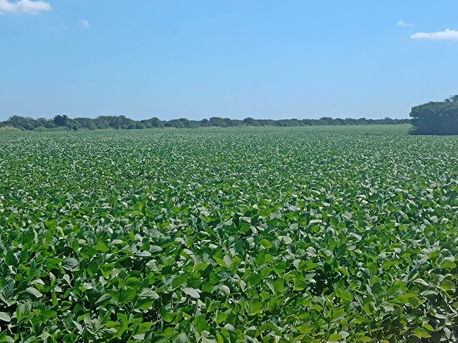 Campo productivo en Puesto de Sánchez con 197ha totales — foto 5