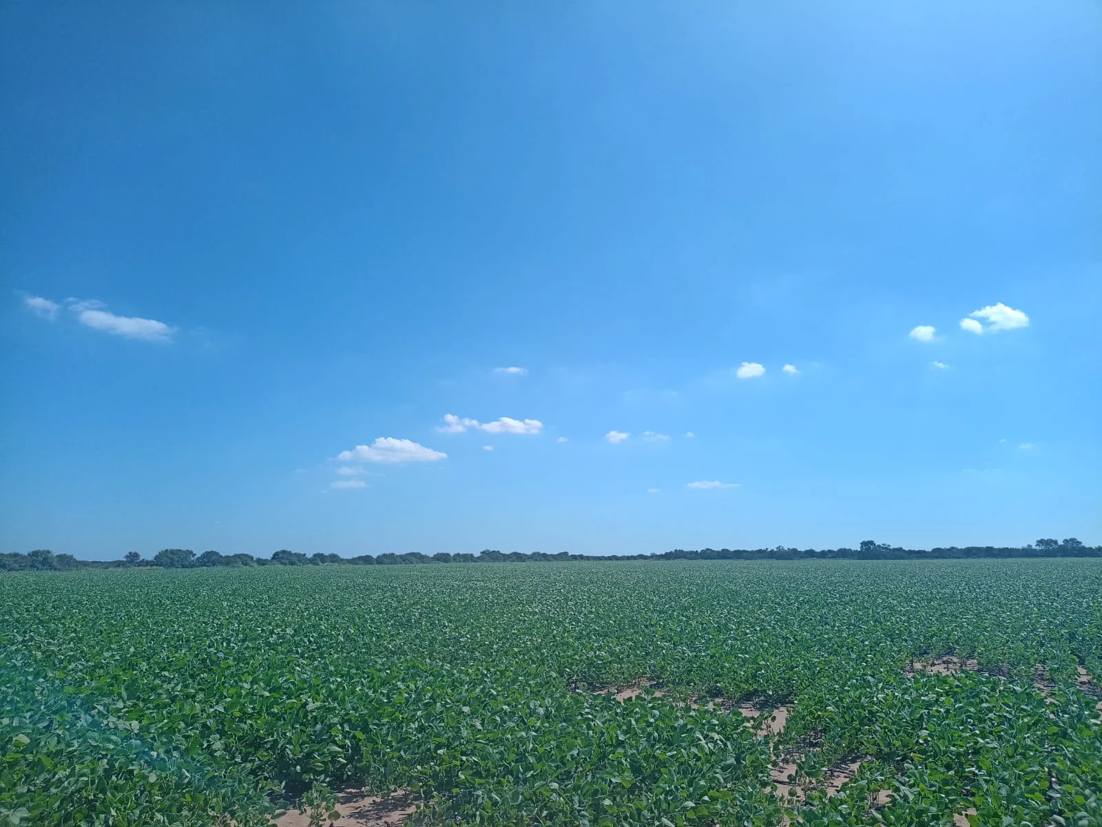Campo productivo en Puesto de Sánchez con 197ha totales — foto 4