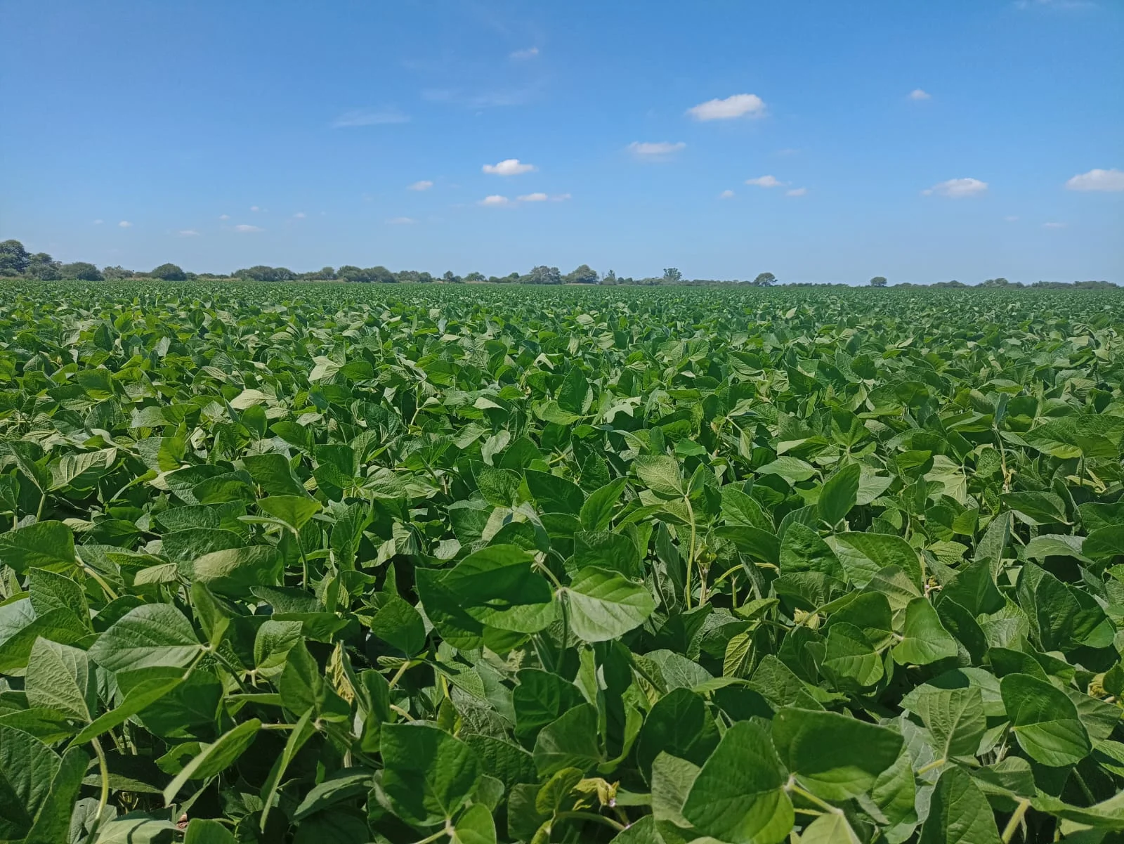 Campo productivo en Puesto de Sánchez con 197ha totales — foto 3