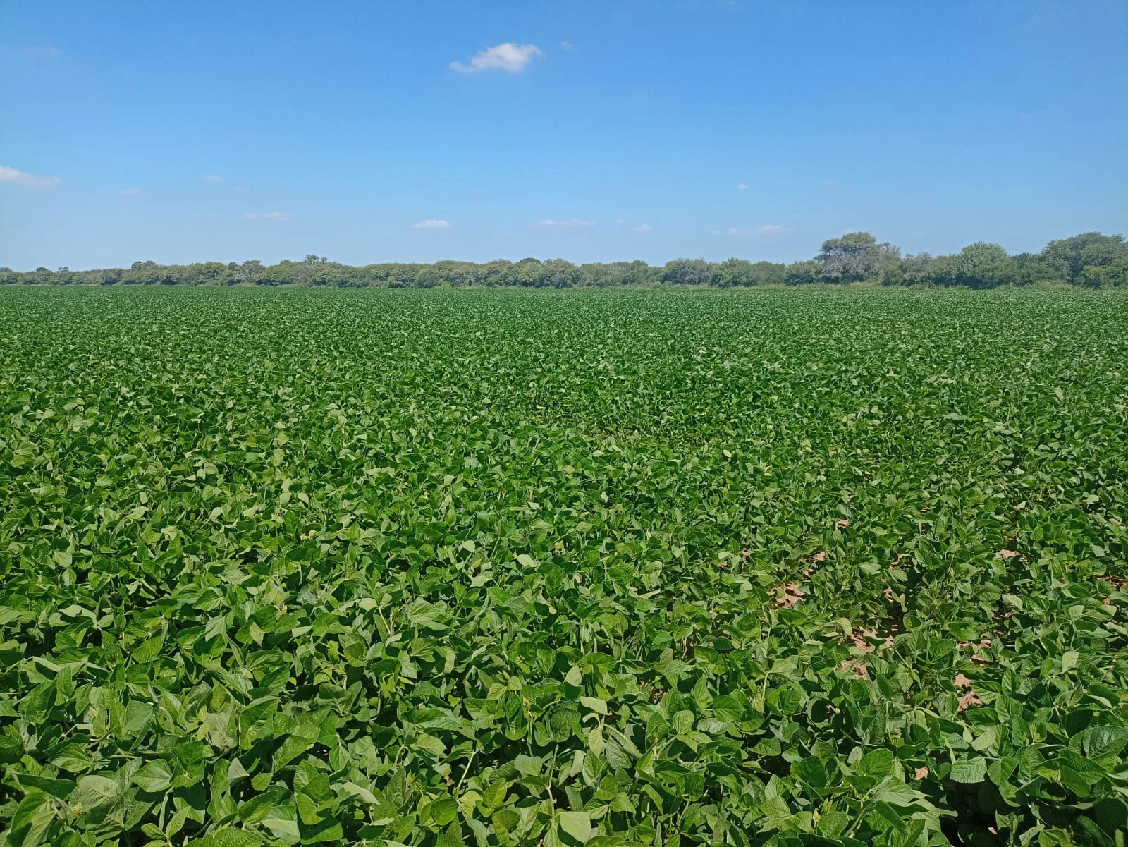 Campo productivo del norte de Córdoba