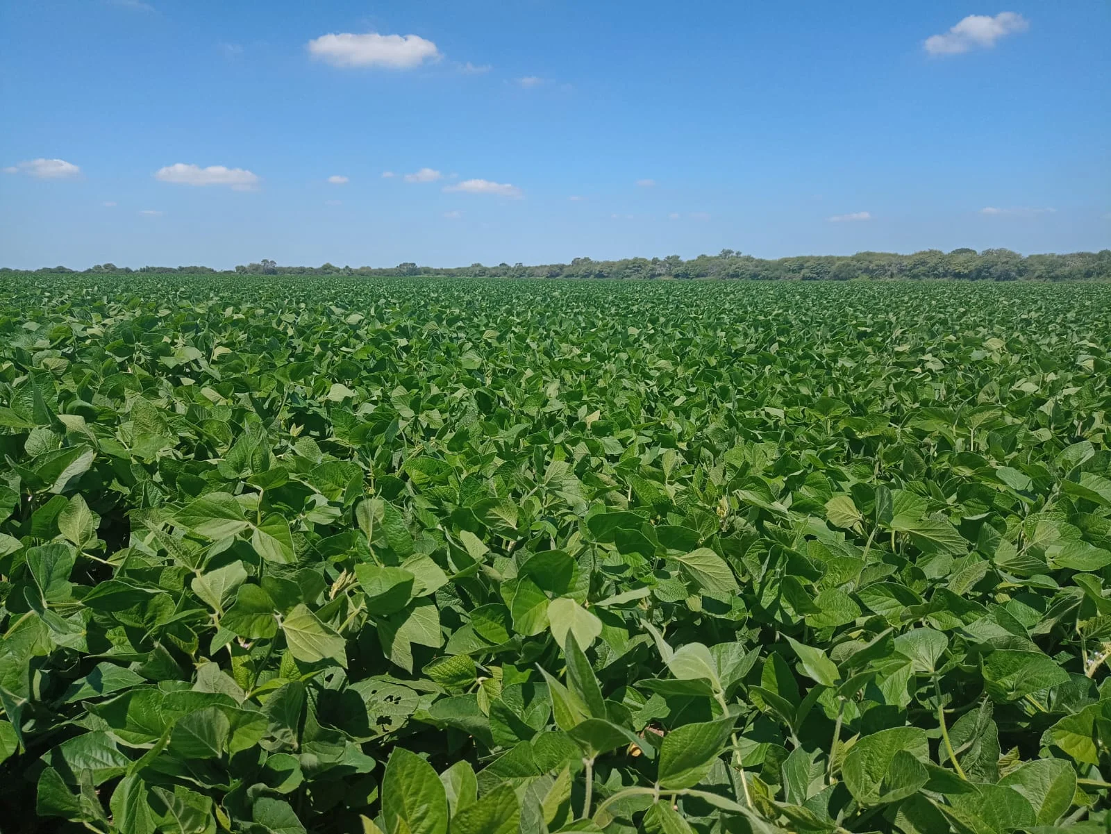 Campo productivo en Puesto de Sánchez con 197ha totales — foto 2