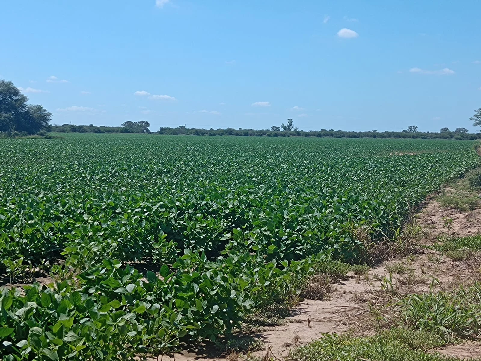Campo productivo en Puesto de Sánchez con 197ha totales — foto 22