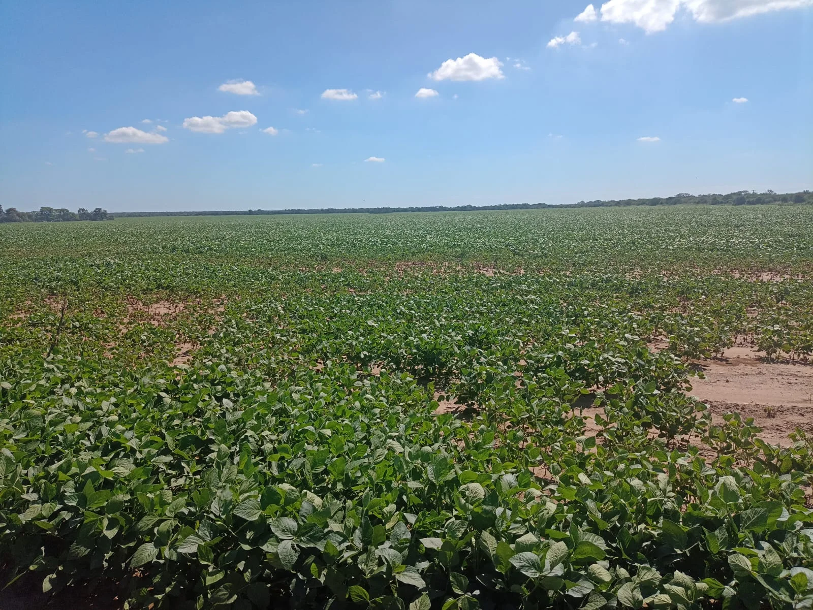 Campo productivo en Puesto de Sánchez con 197ha totales — foto 21