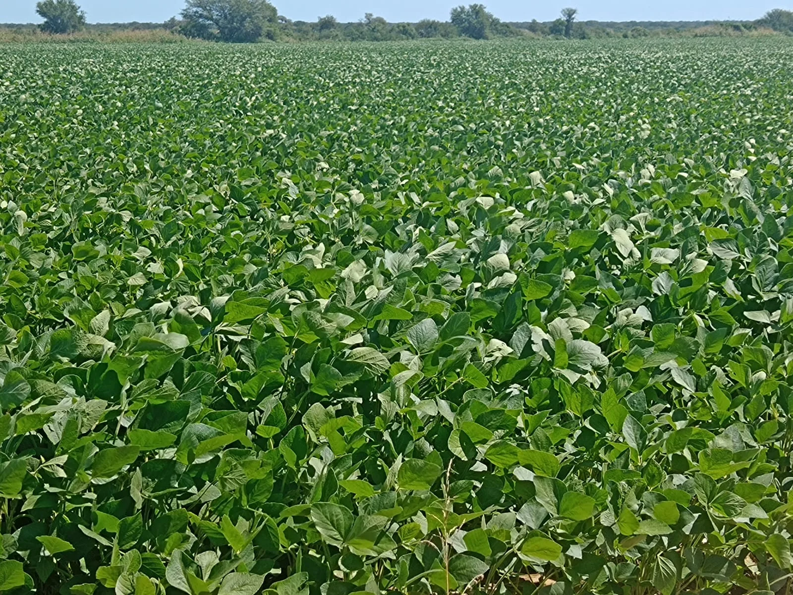 Campo productivo en Puesto de Sánchez con 197ha totales — foto 8